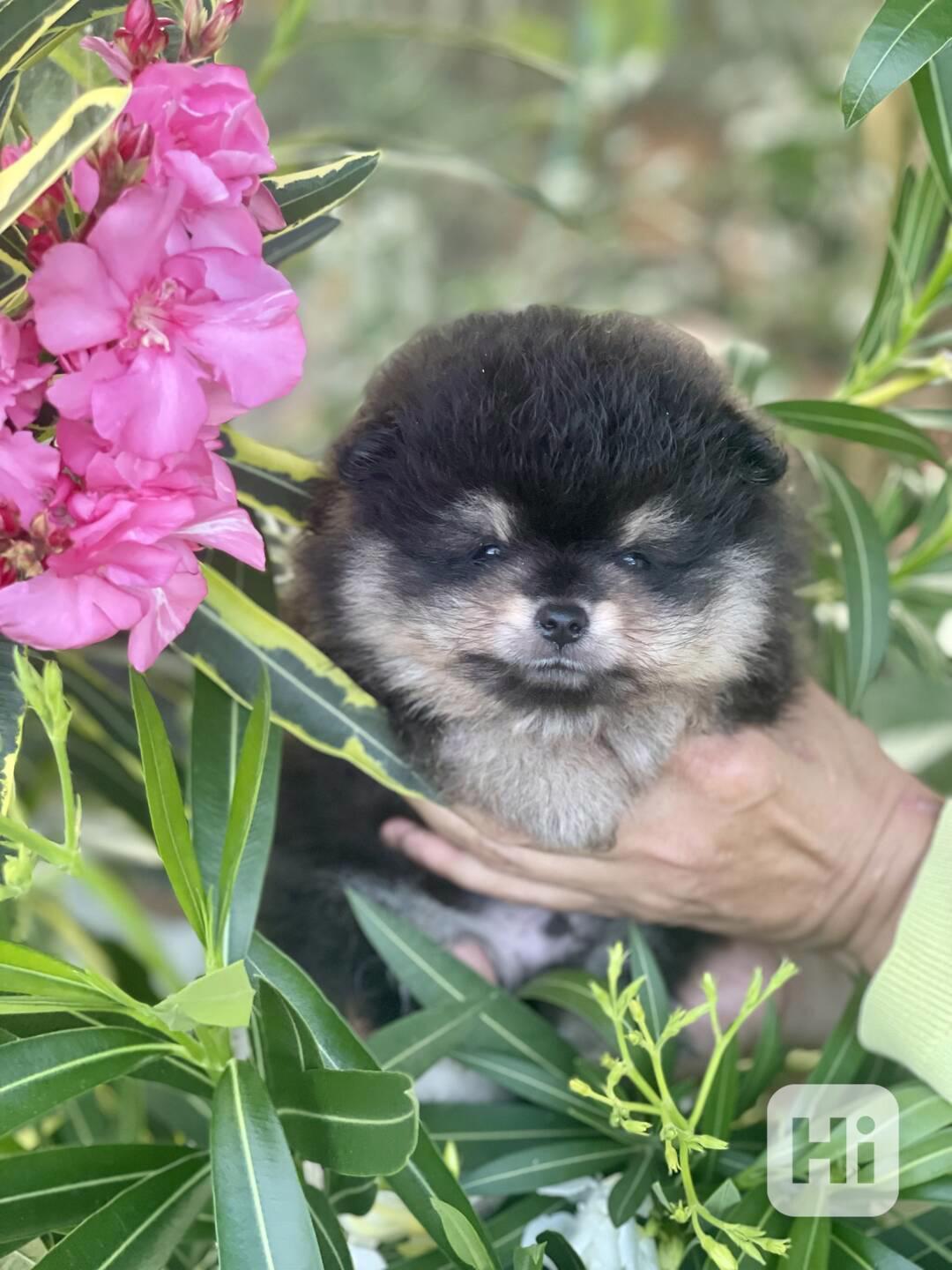 Nádherná štěňátka pomeraniana s PP  - foto 1