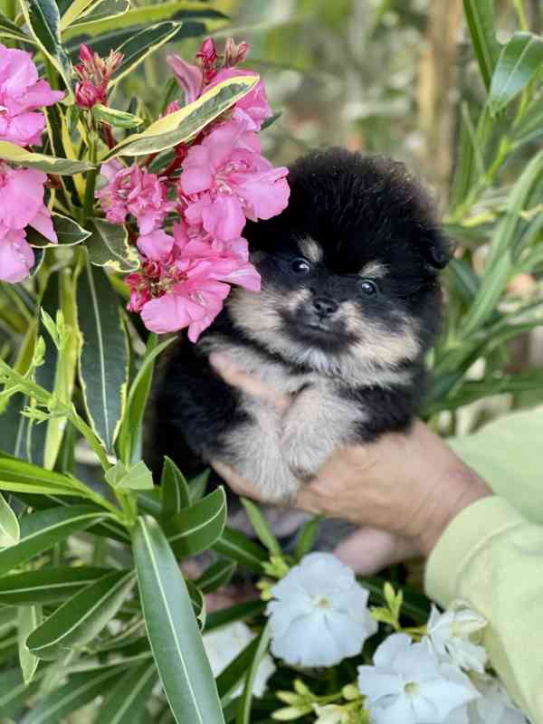 Nádherná štěňátka pomeraniana s PP  - foto 11