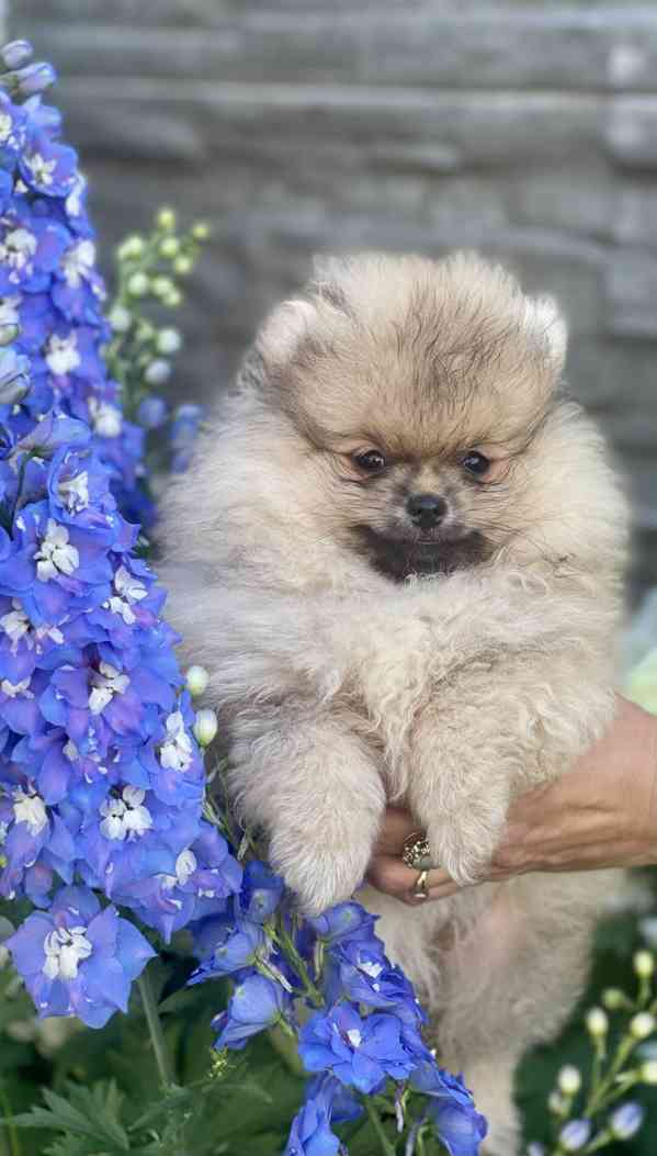 Nádherná štěňátka pomeraniana s PP  - foto 6
