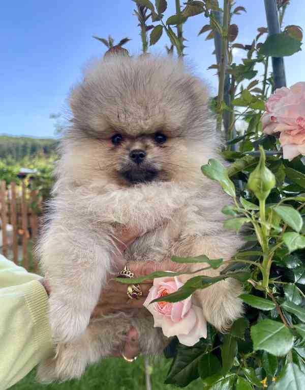 Nádherná štěňátka pomeraniana s PP  - foto 2