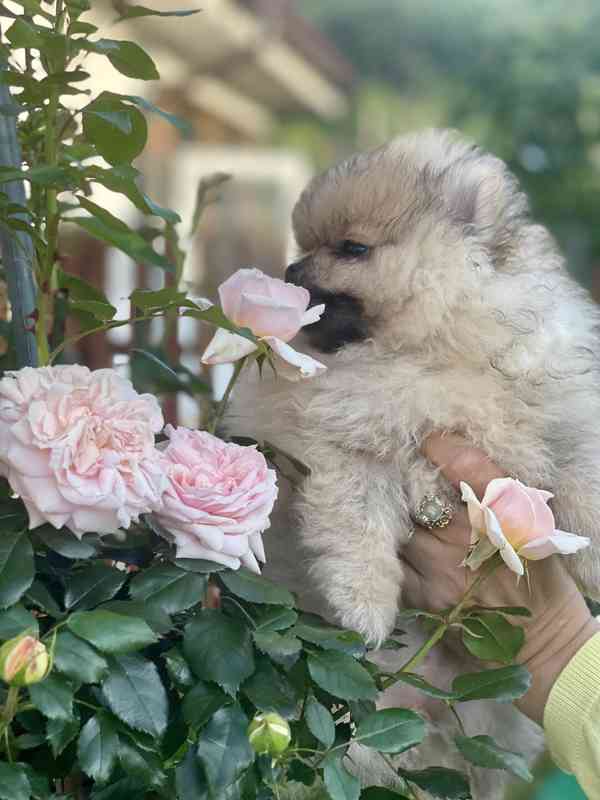 Nádherná štěňátka pomeraniana s PP  - foto 5