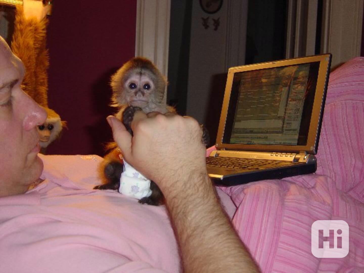 Úžasné kapucínské opice na prodej - foto 1