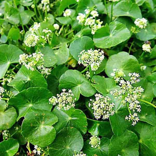 semena Centella asiatica - Pupečník asijský