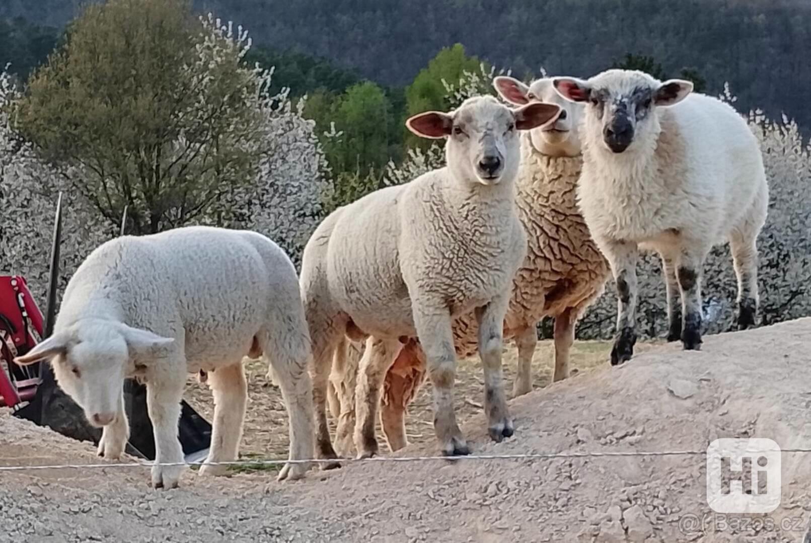 jehňata a berani, ovce - foto 1