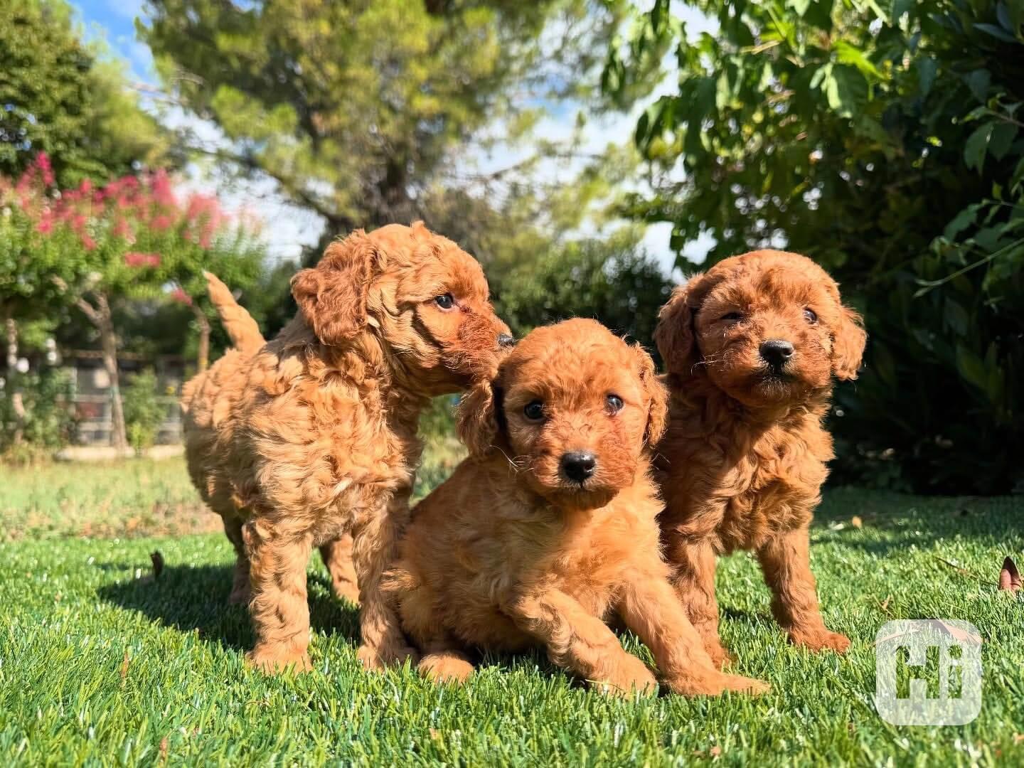 ❤️🐩 Rozkošná štěňátka červeného pudla - foto 1