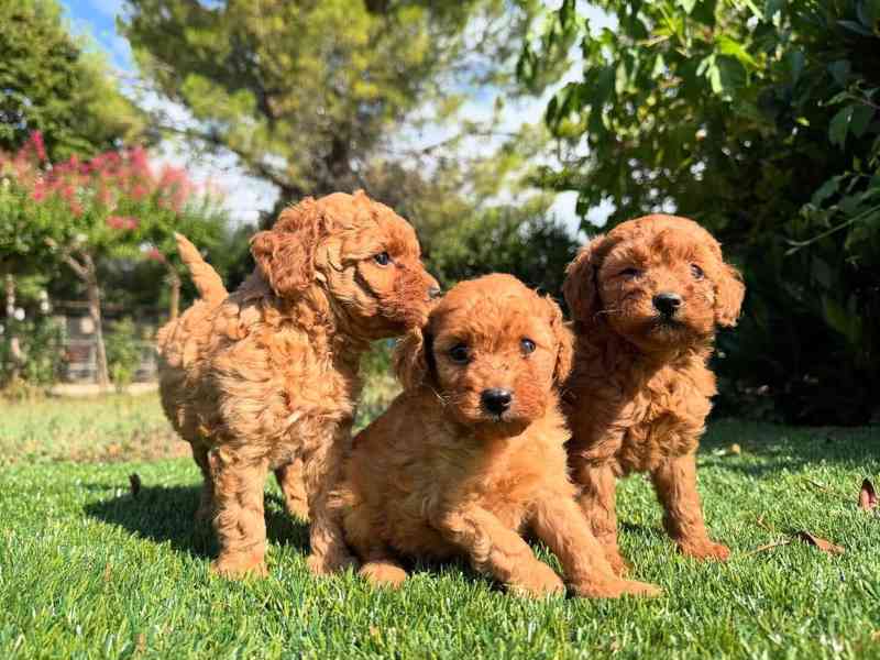 ❤️🐩 Rozkošná štěňátka červeného pudla - foto 1