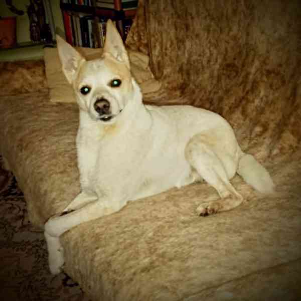 Darují psa - foto 9