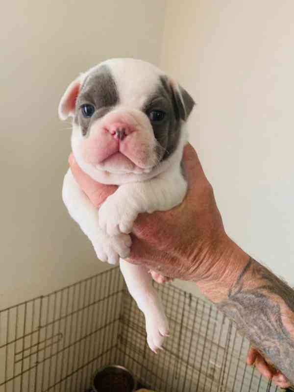  Zdarma Dobře vycvičená štěňata francouzského buldočka   - foto 2