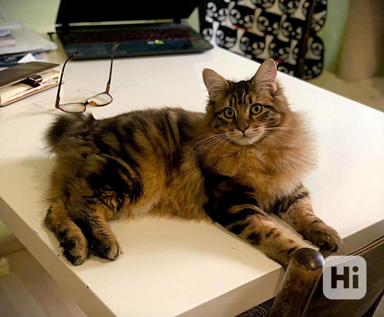 Kurilský Bobtail kocourek  s  PP  - foto 1