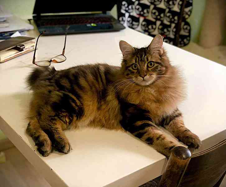 Kurilský Bobtail kocourek  s  PP  - foto 1