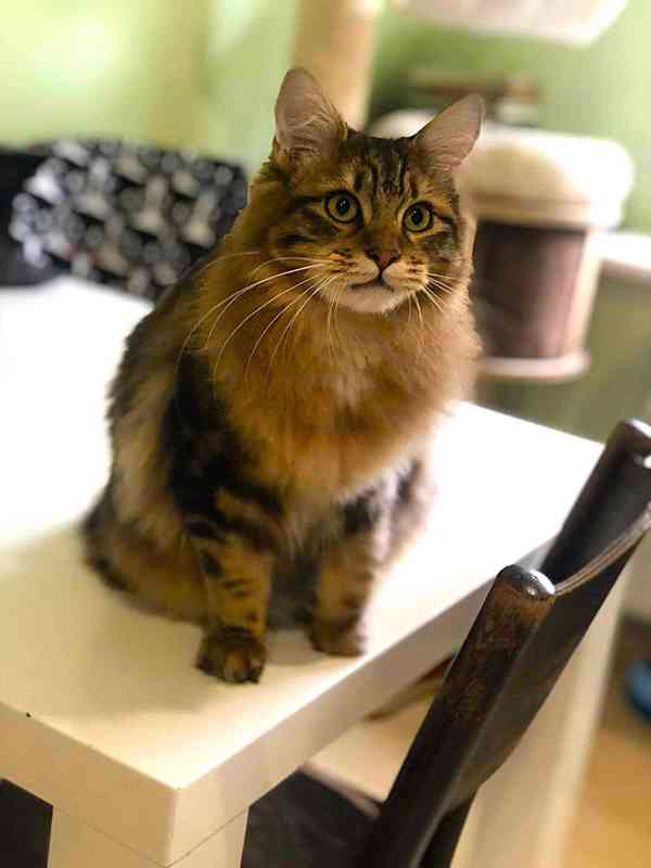 Kurilský Bobtail kocourek  s  PP  - foto 6