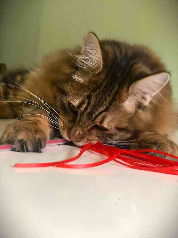 Kurilský Bobtail kocourek  s  PP  - foto 4