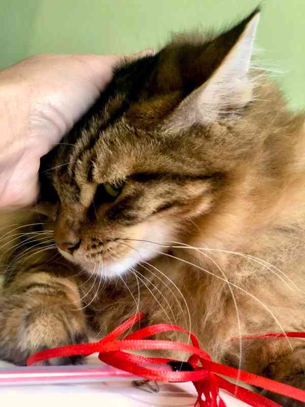 Kurilský Bobtail kocourek  s  PP  - foto 3