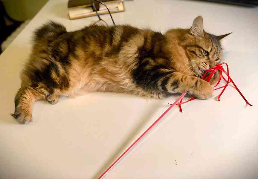 Kurilský Bobtail kocourek  s  PP  - foto 2