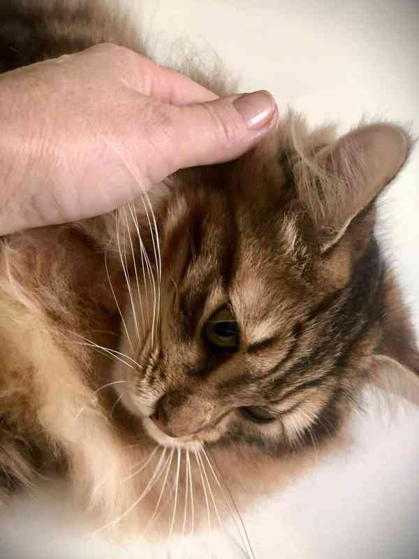 Kurilský Bobtail kocourek  s  PP  - foto 5