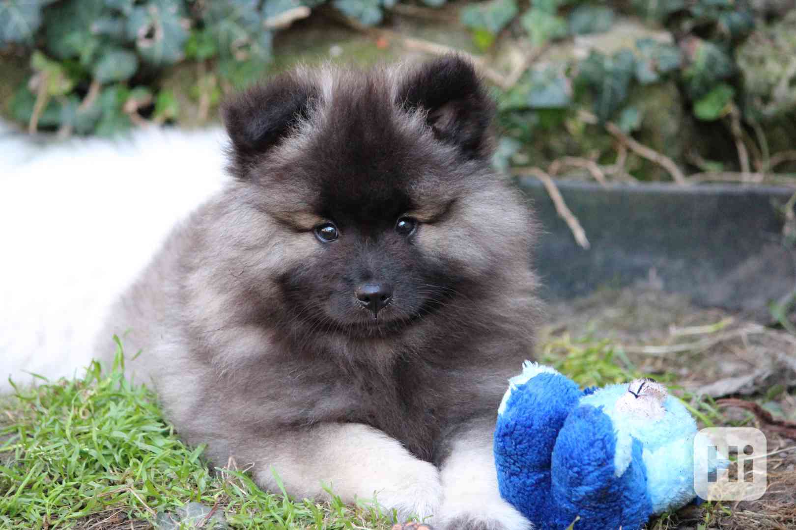 Německý špic vlčí / keeshond prodám štěňata s PP - foto 1