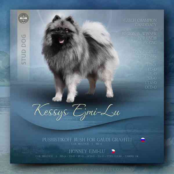 Německý špic vlčí / keeshond prodám štěňata s PP - foto 6