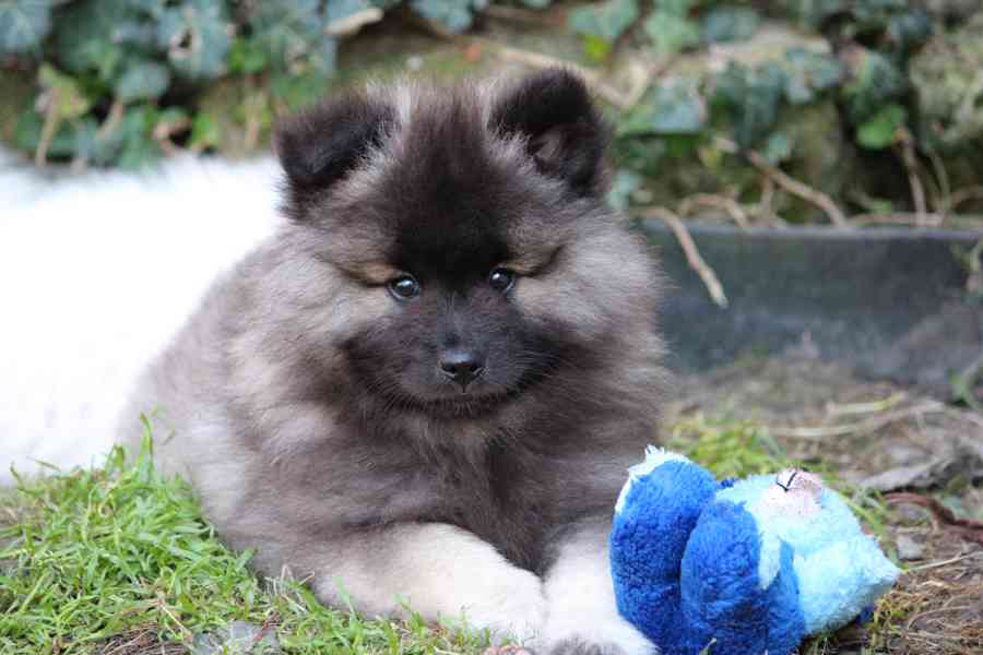 Německý špic vlčí / keeshond prodám štěňata s PP - foto 1