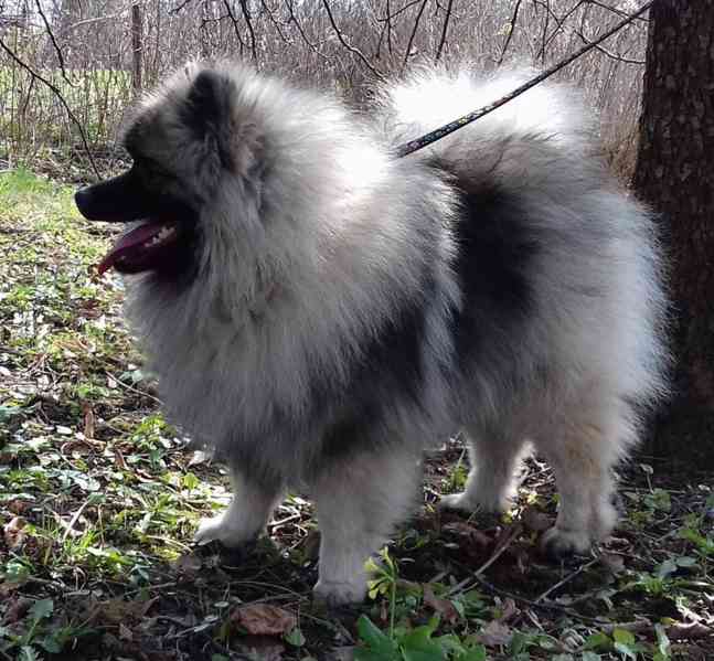 Německý špic vlčí / keeshond prodám štěňata s PP - foto 3