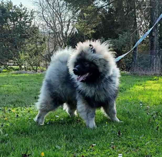Německý špic vlčí / keeshond prodám štěňata s PP - foto 10