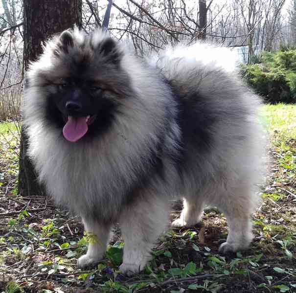 Německý špic vlčí / keeshond prodám štěňata s PP - foto 4