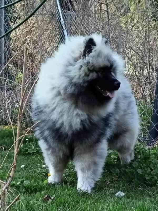 Německý špic vlčí / keeshond prodám štěňata s PP - foto 8