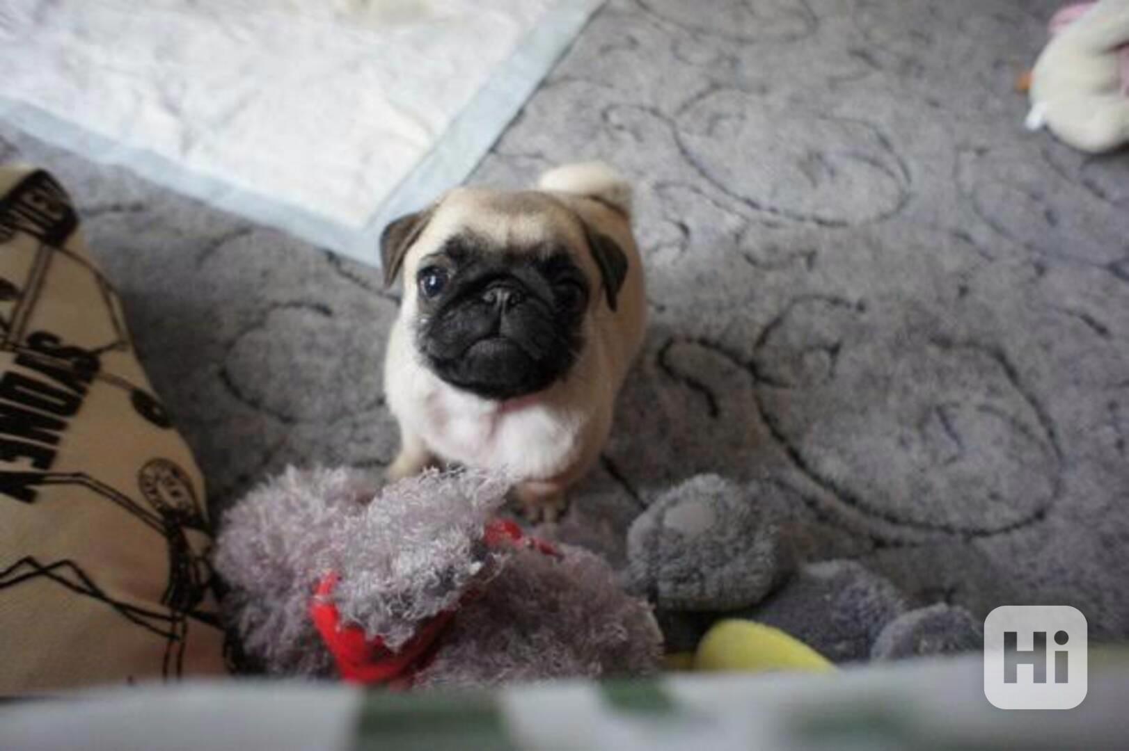 Čistokrevná štěňata mopse plavá Plavá, hravá, chytrá, milují - foto 1