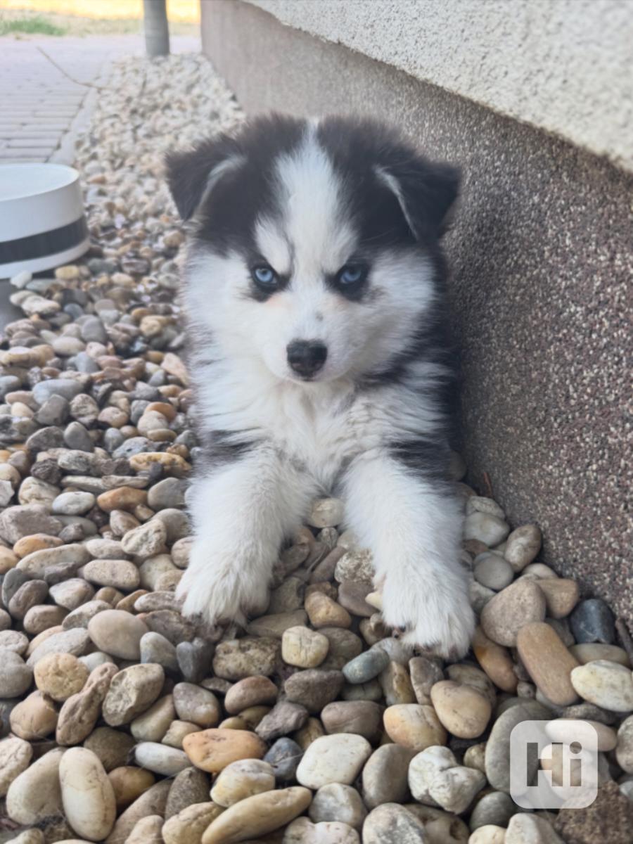 Pomsky štěňata - foto 1