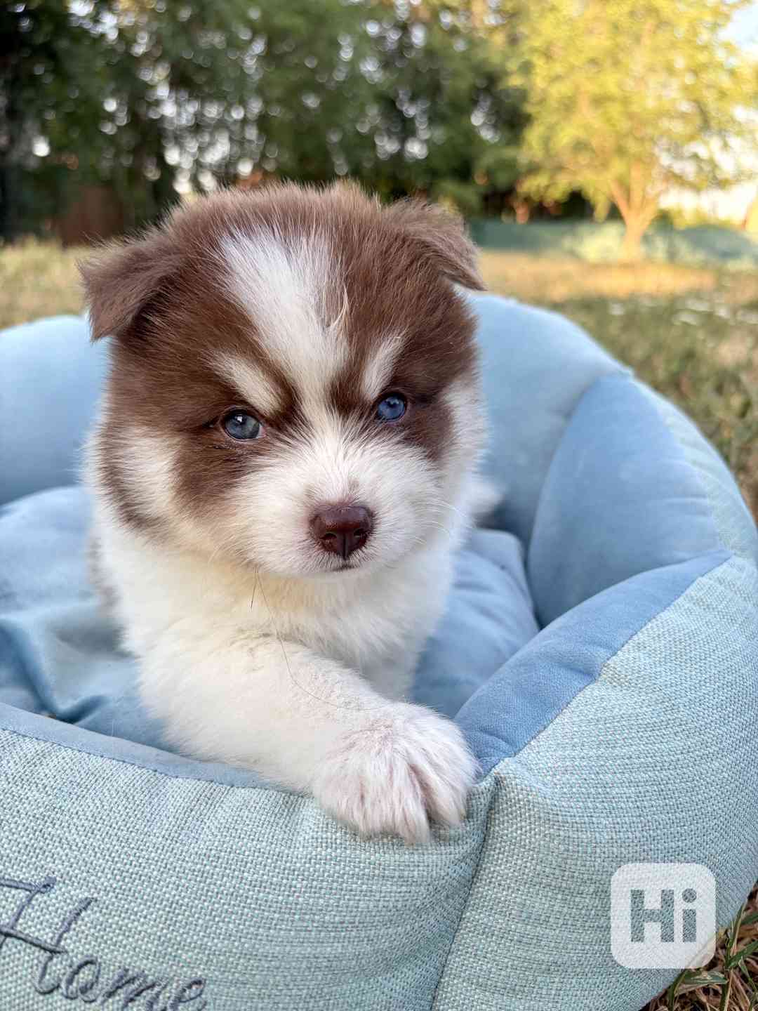 Pomsky štěňata - foto 1