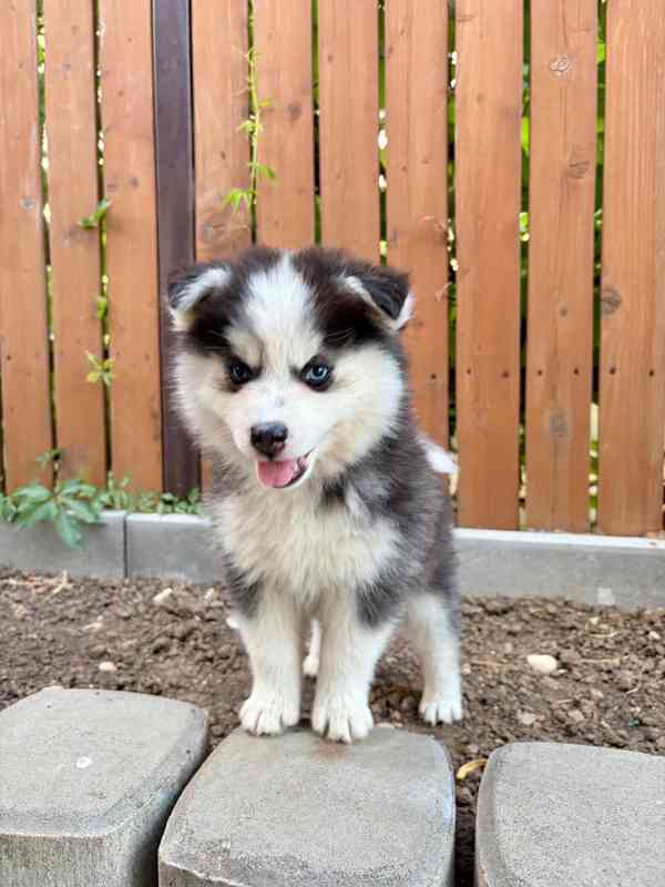 Pomsky štěňata - foto 2