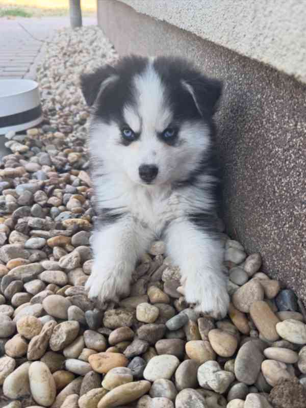 Pomsky štěňata - foto 1