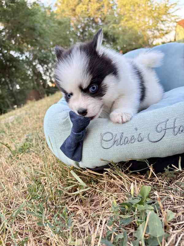 Pomsky štěňata - foto 8