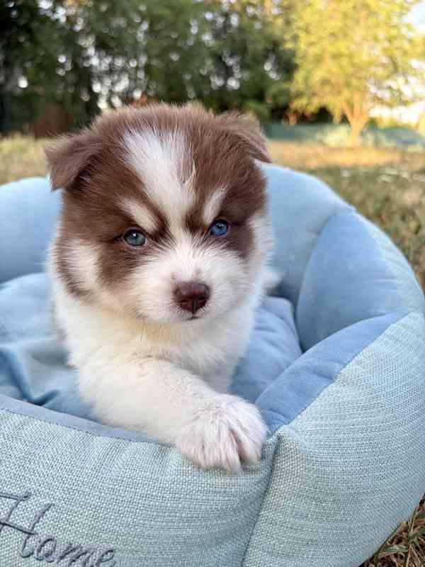 Pomsky štěňata - foto 1