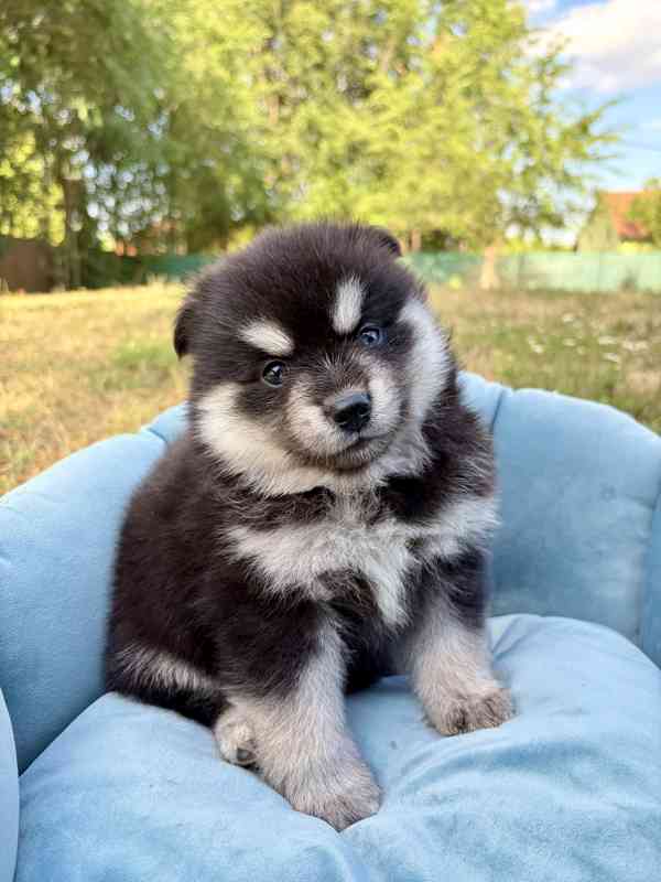 Pomsky štěňata - foto 3