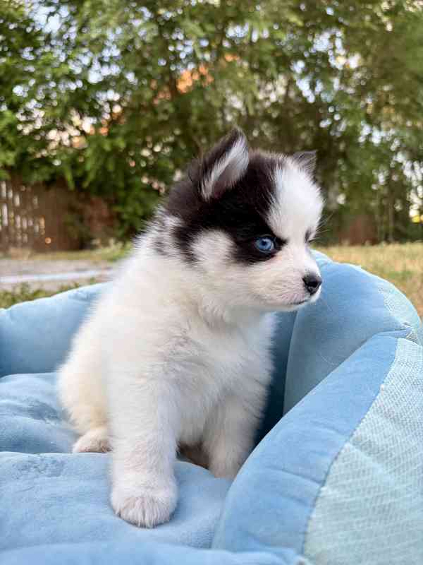 Pomsky štěňata - foto 7
