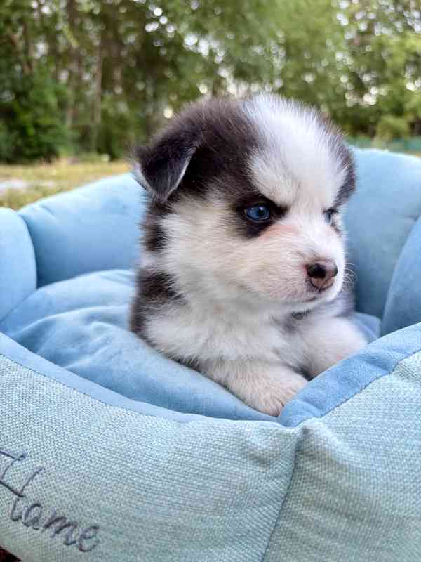 Pomsky štěňata - foto 5
