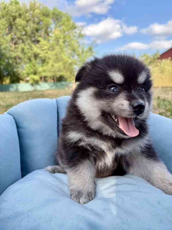 Pomsky štěňata - foto 4