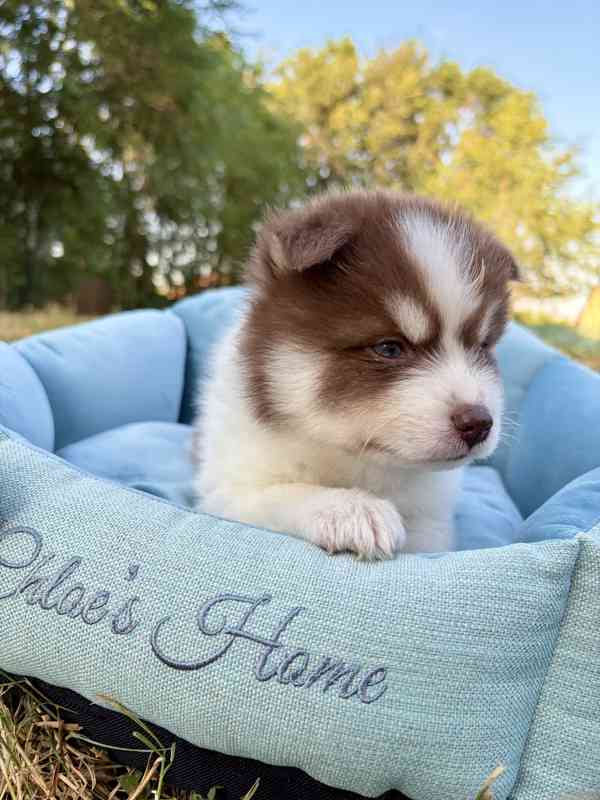 Pomsky štěňata - foto 2