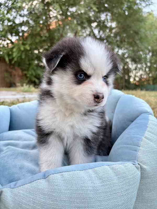 Pomsky štěňata - foto 6