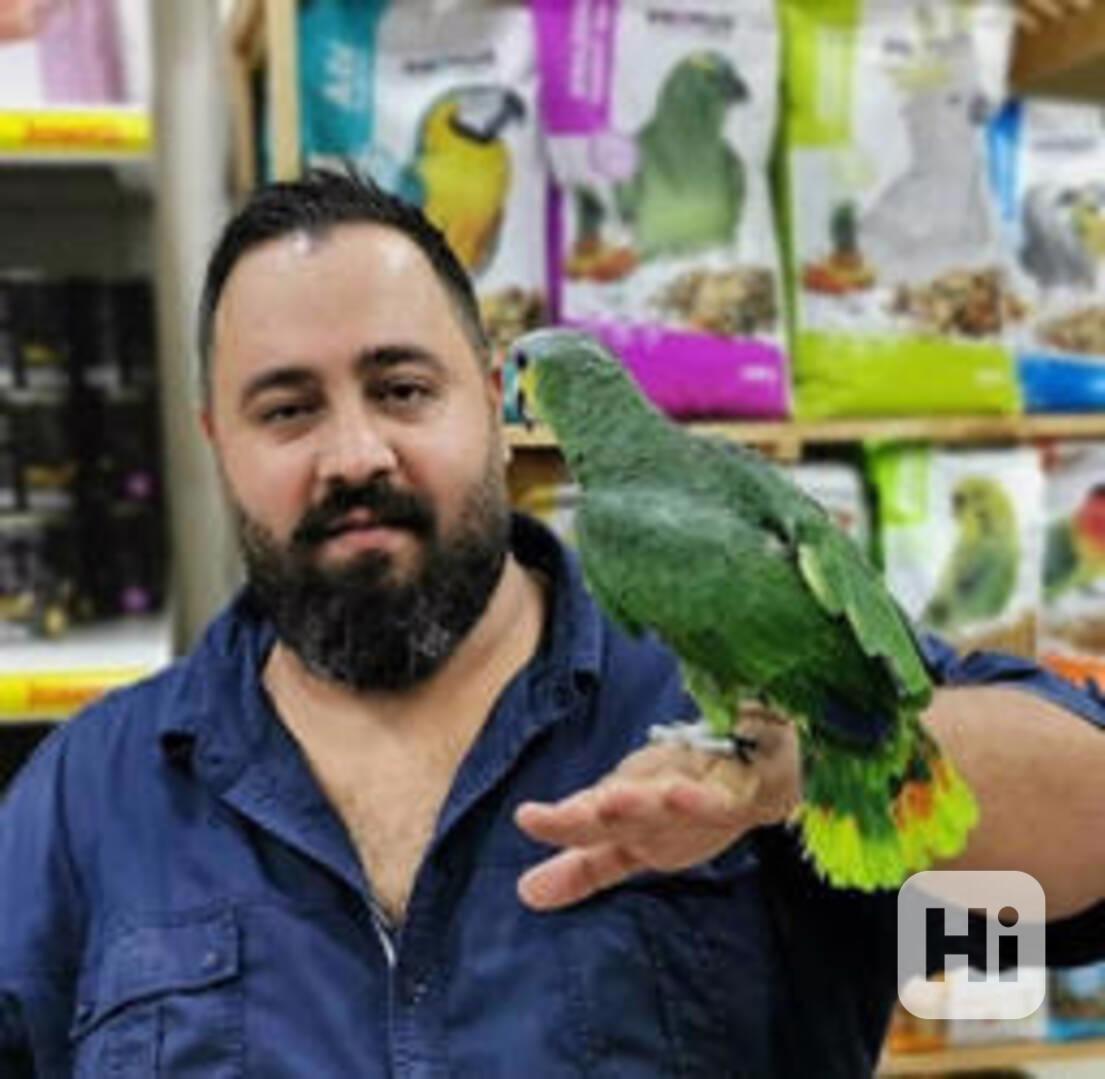 Amazonští papoušci k dispozici - foto 1