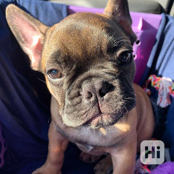 French bulldog - foto 1
