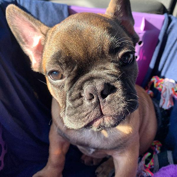 French bulldog