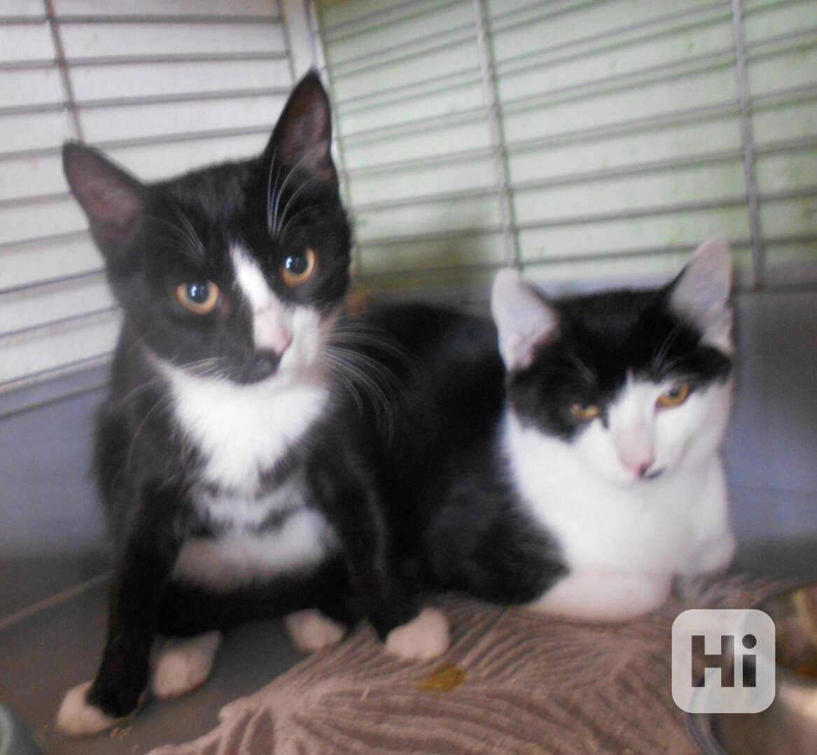 Úžasně mazliví 4,5měsíční bráškové Body a Doyle - foto 1