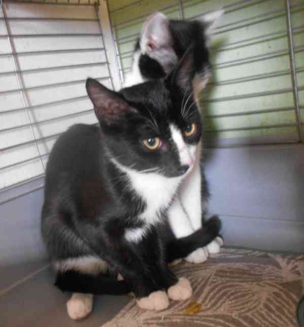 Úžasně mazliví 4,5měsíční bráškové Body a Doyle - foto 10