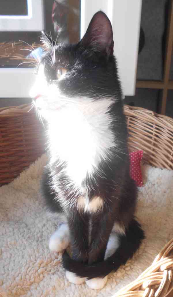 Úžasně mazliví 4,5měsíční bráškové Body a Doyle - foto 11