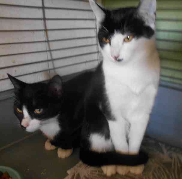 Úžasně mazliví 4,5měsíční bráškové Body a Doyle - foto 2