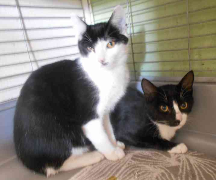 Úžasně mazliví 4,5měsíční bráškové Body a Doyle - foto 5