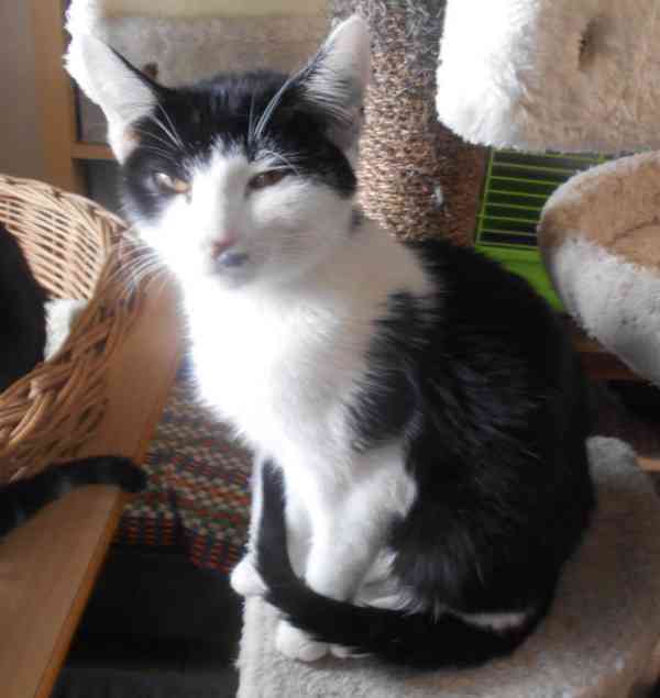 Úžasně mazliví 4,5měsíční bráškové Body a Doyle - foto 9