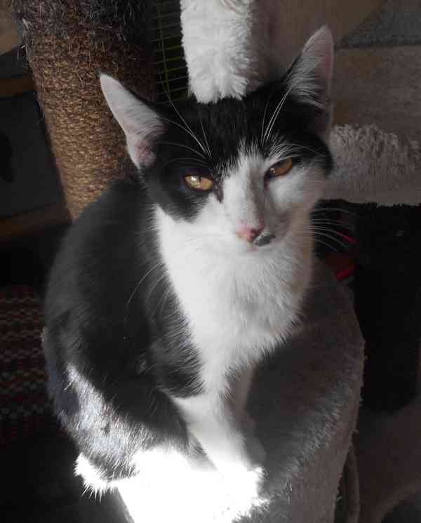 Úžasně mazliví 4,5měsíční bráškové Body a Doyle - foto 8