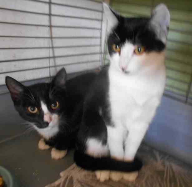 Úžasně mazliví 4,5měsíční bráškové Body a Doyle - foto 4